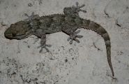 Nom du fichier=Gecko.jpg
Taille du fichier=150Ko
Dimensions : 1000x647
Ajouté le : 29 Décembre 2005 Gecko.jpg